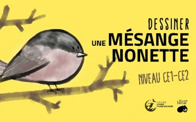 Comment Dessiner une Mésange Nonette – dessin facile ce1-ce2