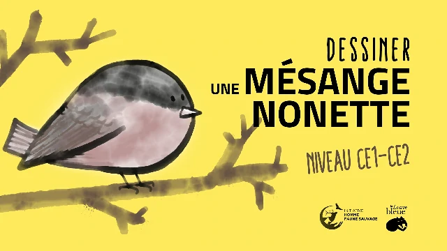 Comment Dessiner une Mésange Nonette – dessin facile ce1-ce2