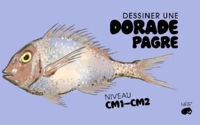 Dessiner et découvrir la Dorade Pagre